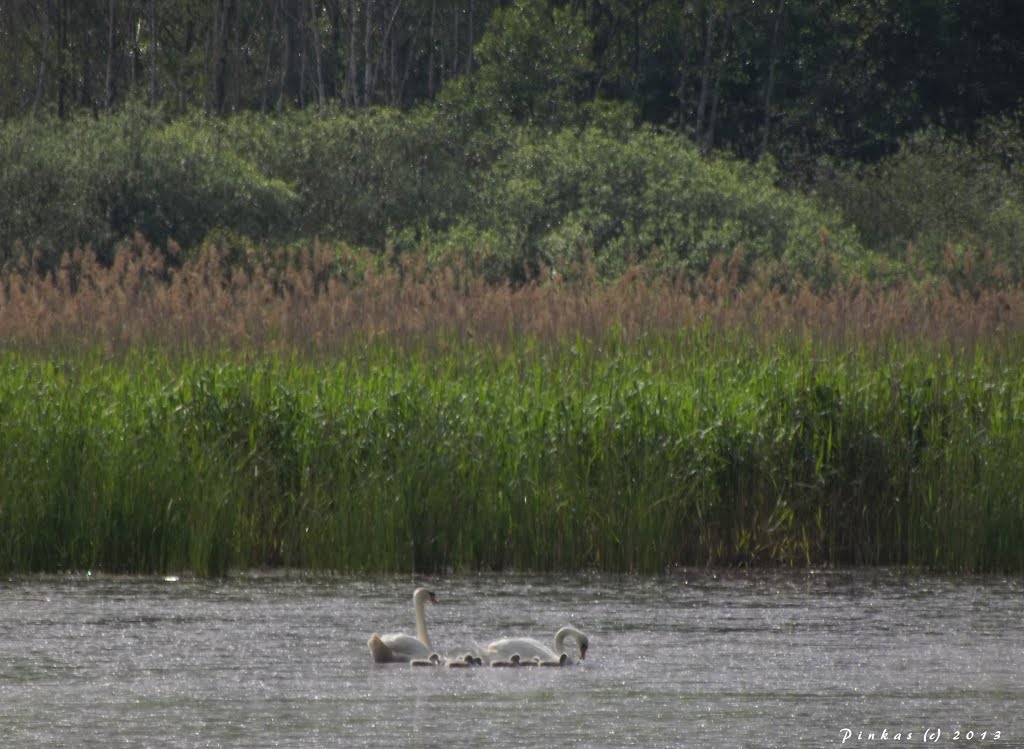 Swan family by JP by Hanz.P69.cz