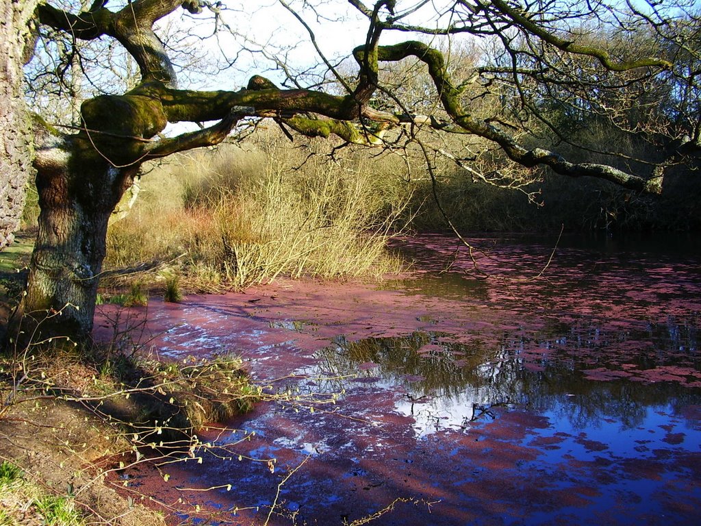 The '' Purple Pond '' Downside by Nick Knack