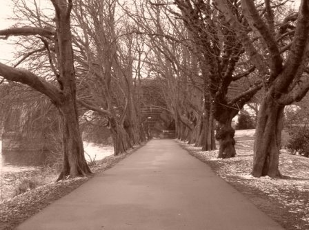 Trees lined avenue miller park by colleenlloyd