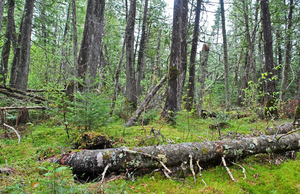 Brule Glacial Spillway State Natural Area by Aaron Carlson