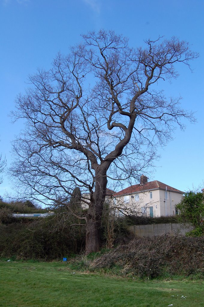 Tree by the trym by funkybunch