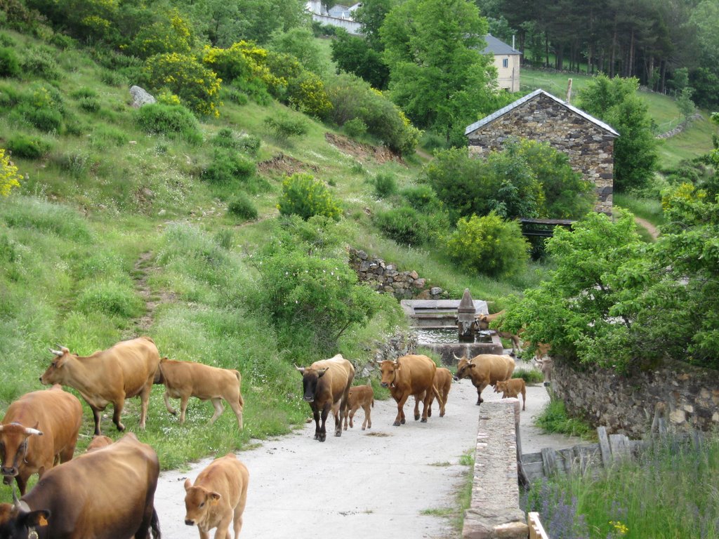 Vacadas de La Riera subiendo a los pastos de Montaña ( TRASHUMANCIA ) by tanante