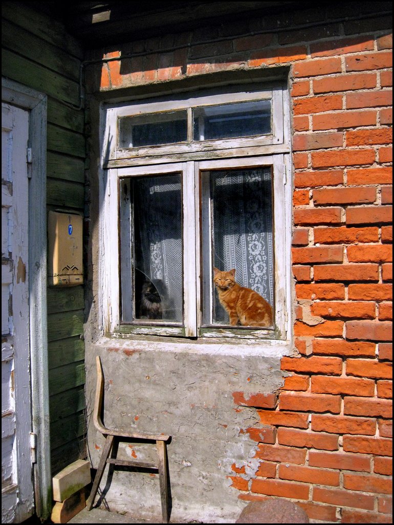 Window with cats by Laima Gūtmane (simka…