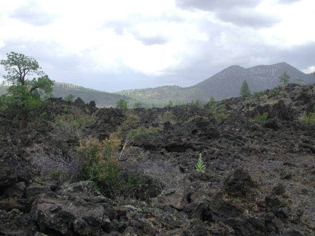 Lava Fields in the San Francisco Peaks (Near Flagstaff, AZ) by Dillon Gusmano