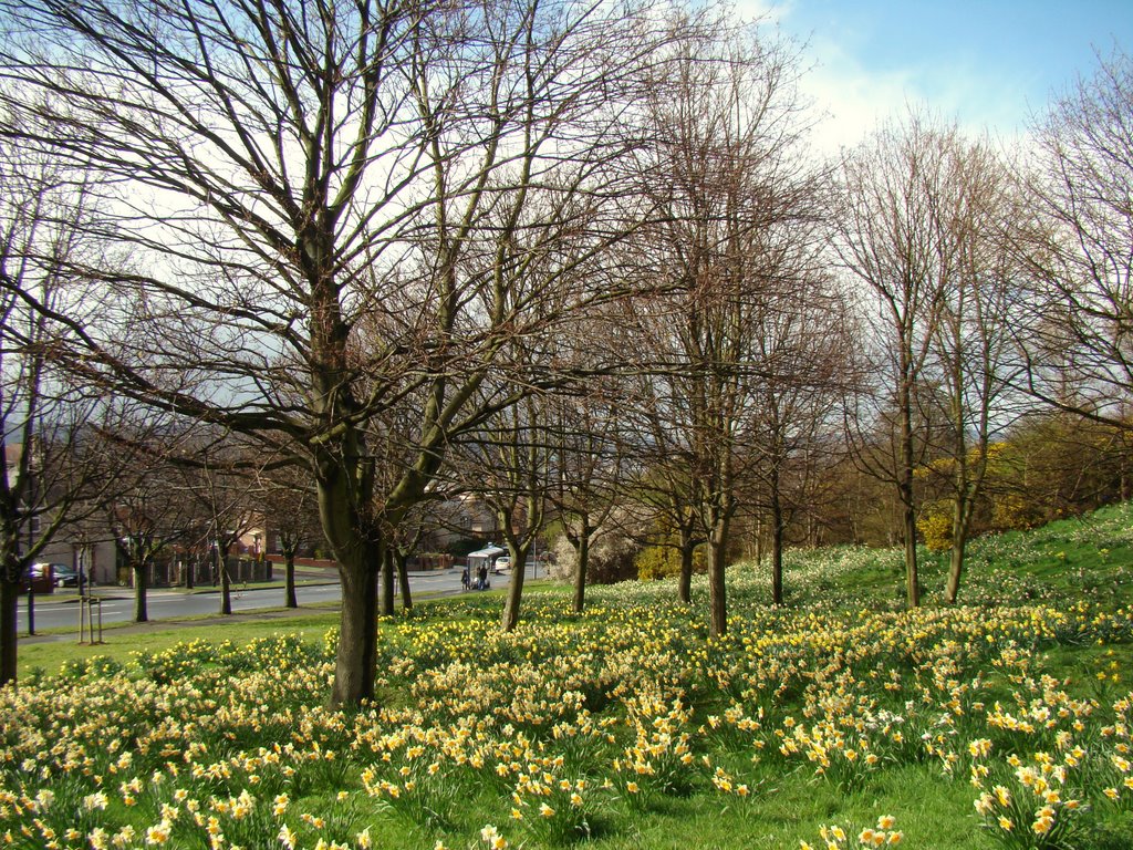 Daffodils off East Bank Road, Sheffield S2 by sixxsix