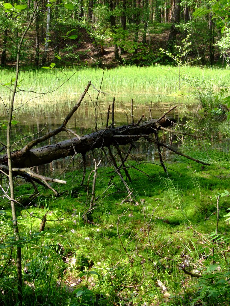 Dolina Żabnika, Valley Žabnik by M@tthew 888