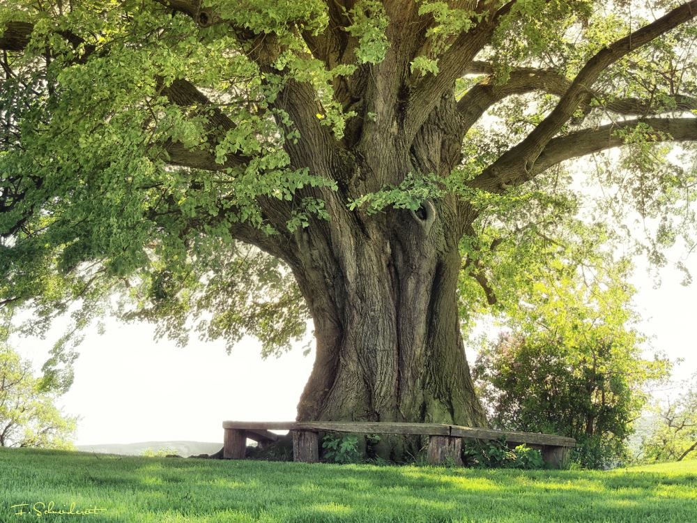 Burgberglinde by Frank Schneidereit