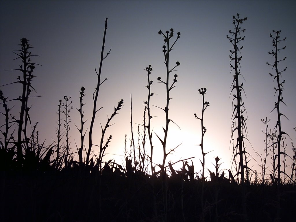 Atardecer en san gregorio by Susy Menendez