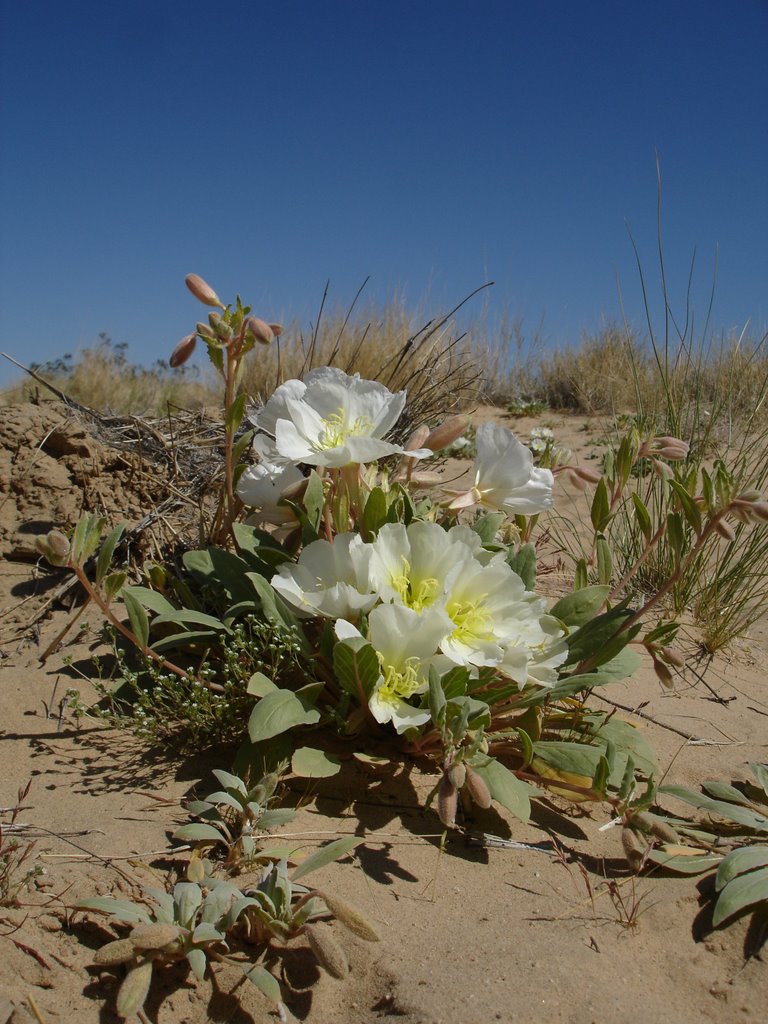 Desert Flowers by pnplibi