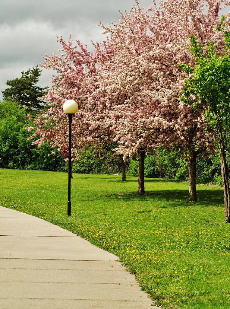 Ottawa Tulip Festival 2013 18 by Shahnoor Habib Munmun