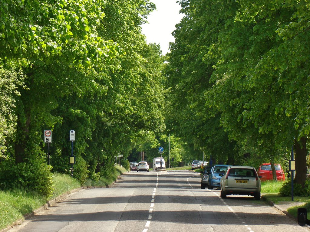 Middlewood Road North Lime trees 3, Middlewood, Sheffield S6 by sixxsix