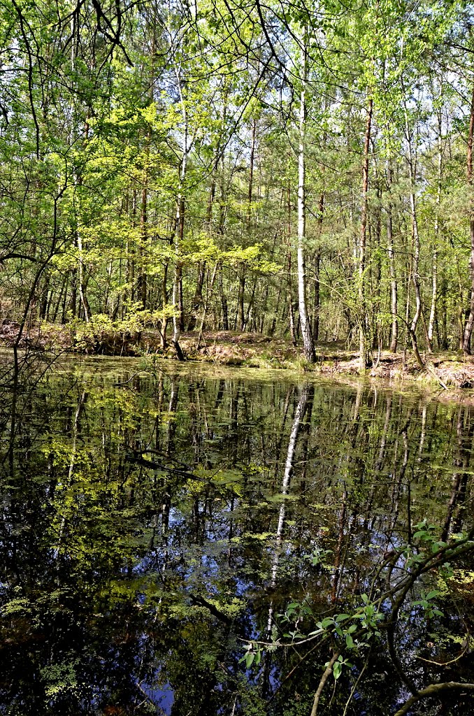 Přírodní rezervace u Pamětníka by bikemp