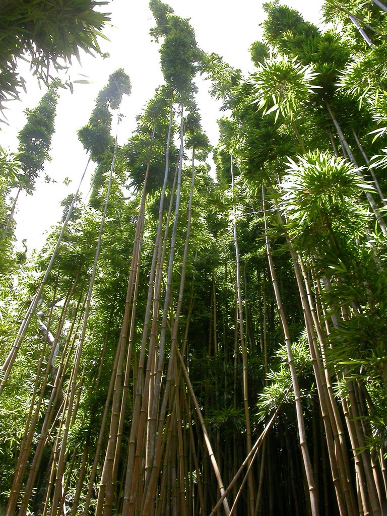 Bamboo Forrest - Pipiwai Trail by LandonV