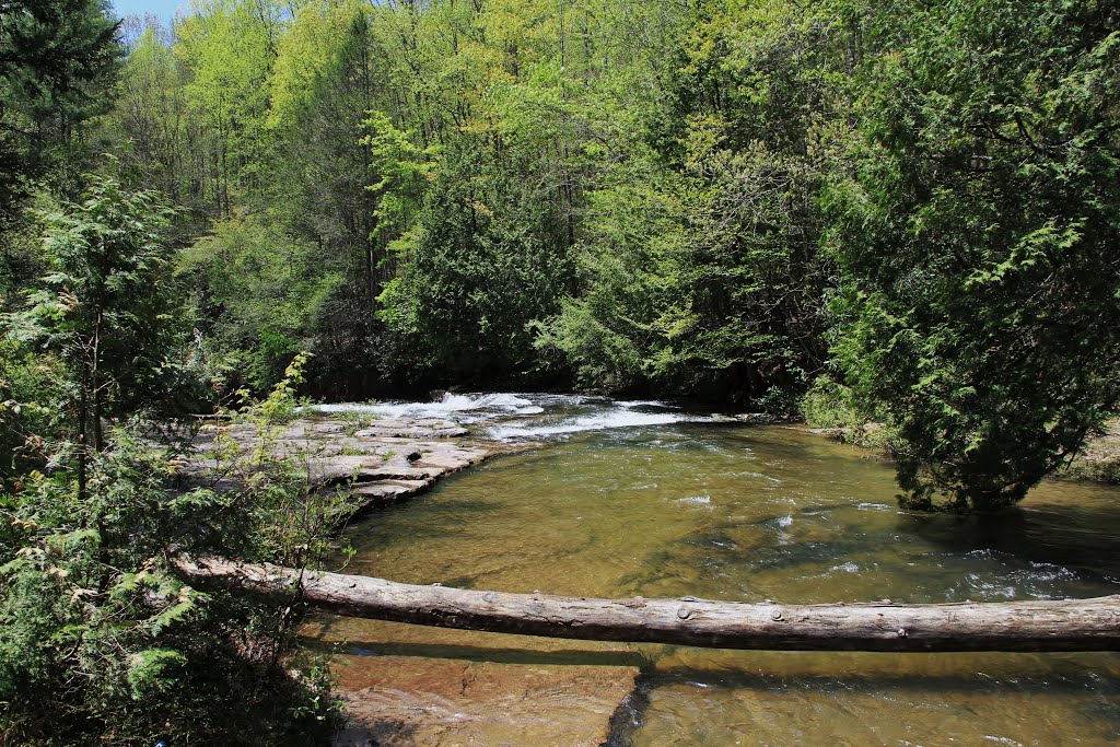 Dismal Creek, Virginia by John MacKinnon