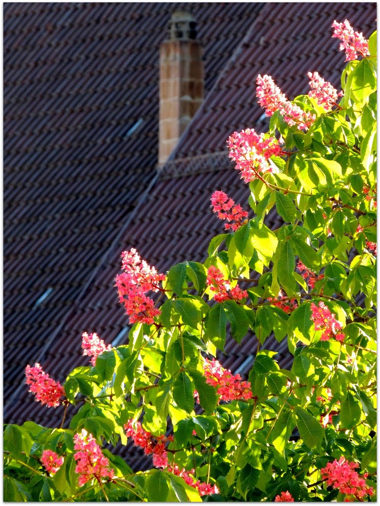 Kastanienblüte in der Wintergasse - Horb a.N. by Schelklinger