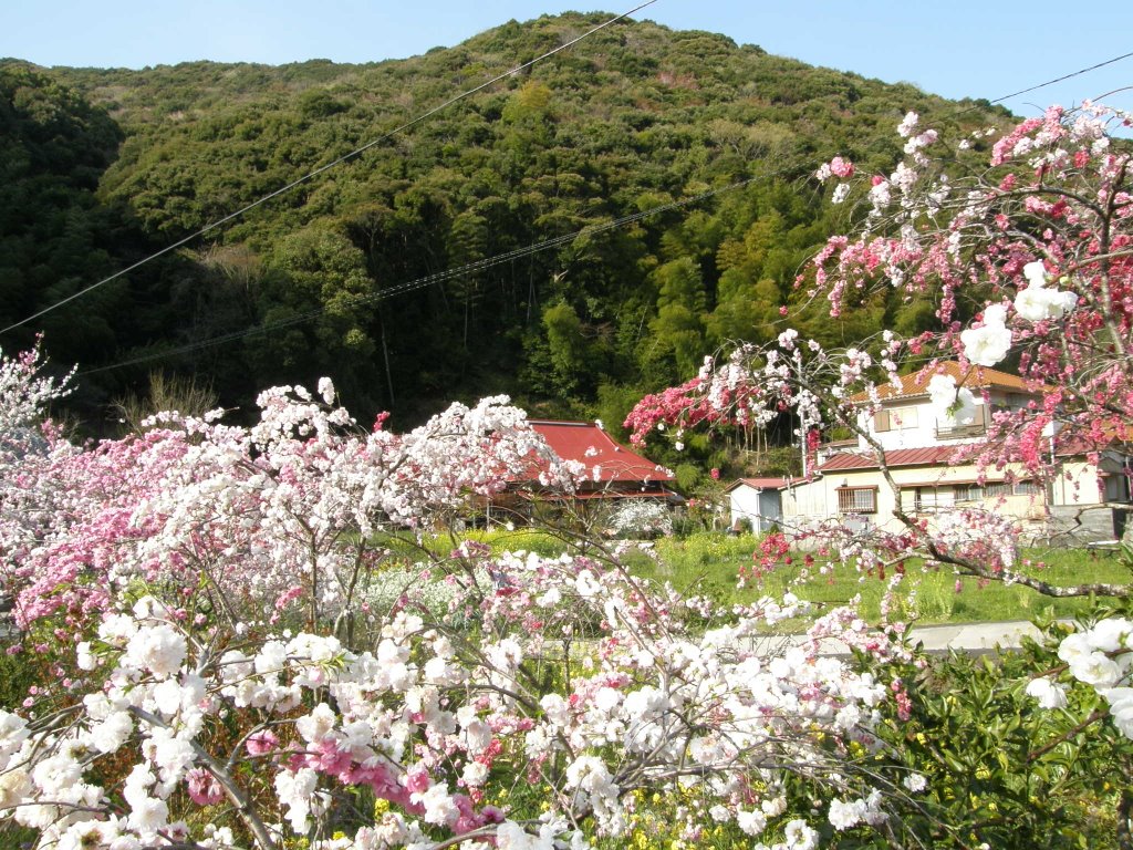 下田市　蓮台寺　しだれもも by www.izurainbow.com