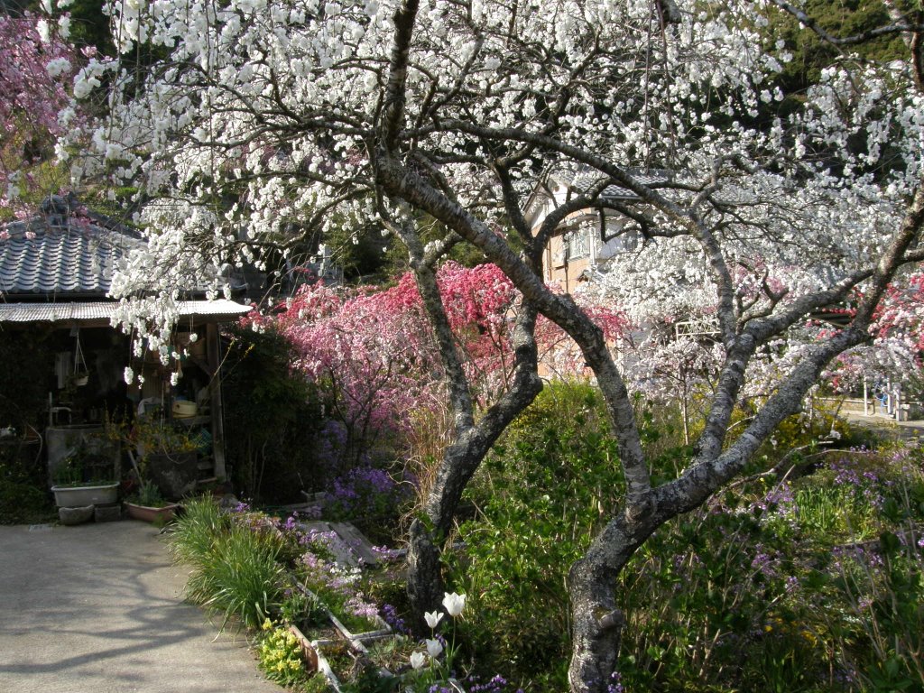 下田市　蓮台寺　しだれもも by www.izurainbow.com