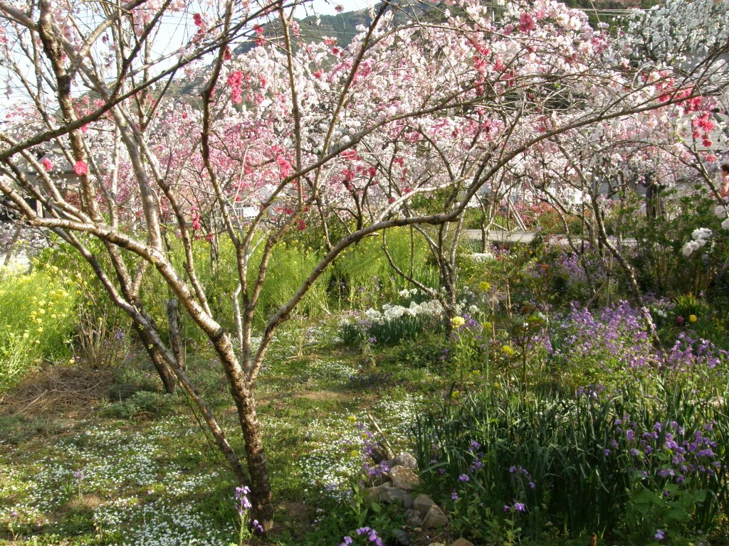 下田市　蓮台寺　しだれもも by www.izurainbow.com