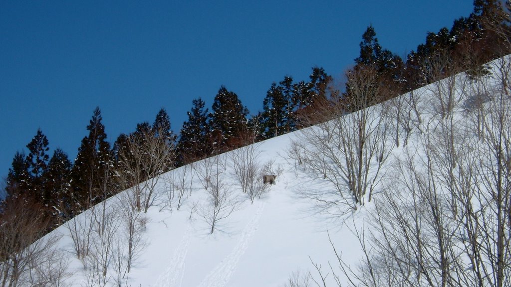 The antelope of MAEYAMA. 前山のカモシカ。 by 伝之助