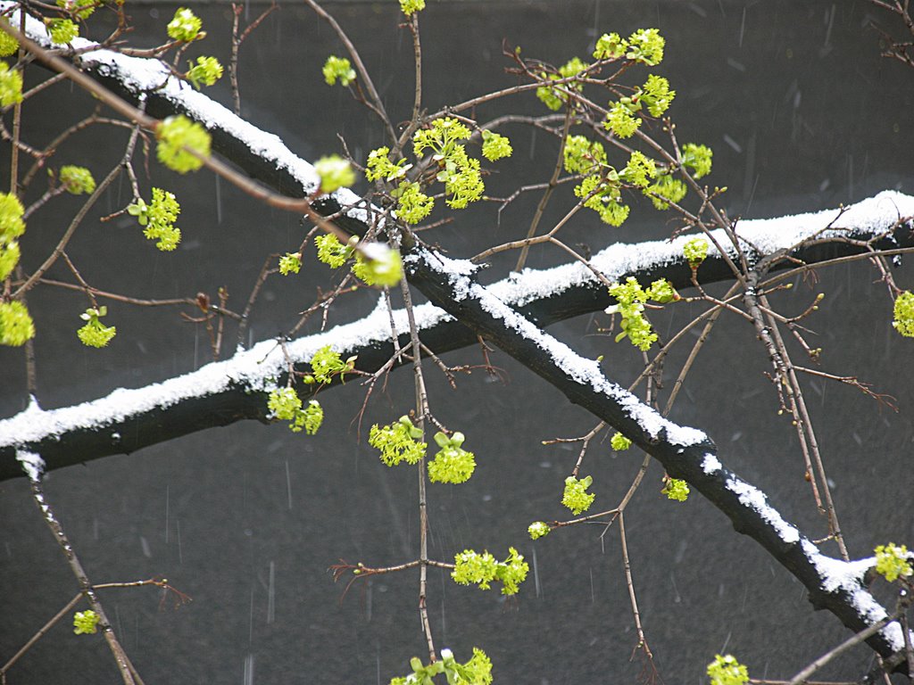 Croix de neige, croix d'érable by Abdallah Bouhamidi