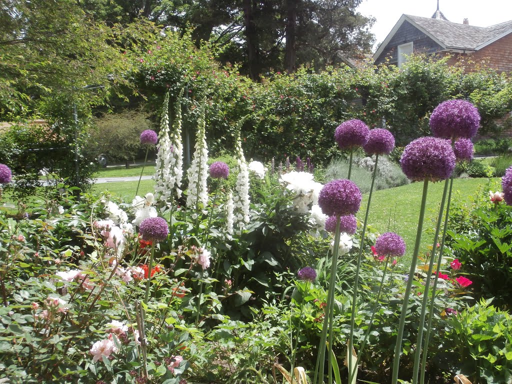 Rose Garden in June by chris1073