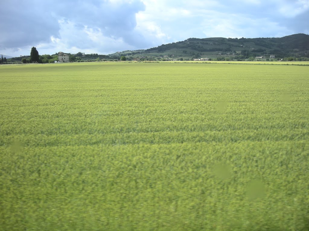 ASSISI - ITALIA Campos de grano by Guillermo Ibáñez Cabrera