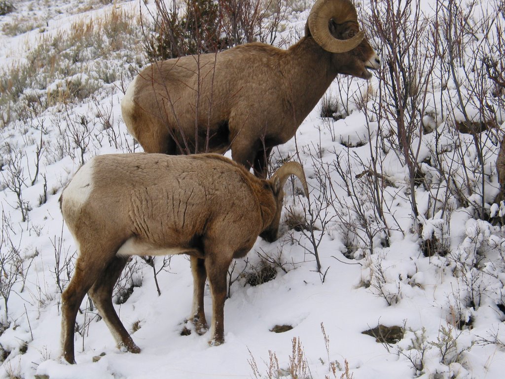 Bighorn Rams near Soda Butte - Yellowstone National Park by walkaboutwest