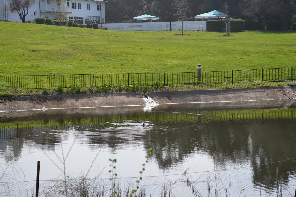 The pond by Khongorzul