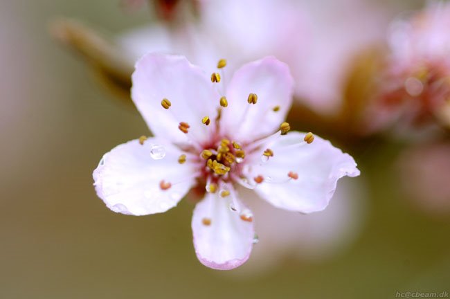 Cherry blossom by H. C. Steensen