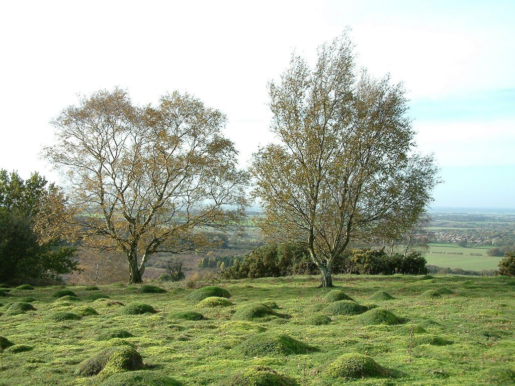 Betula pubescens (Downy birch), Shirburn Hill by timn.harrison