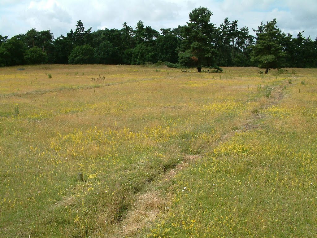 Eriswell Low Warren SSSI by timn.harrison