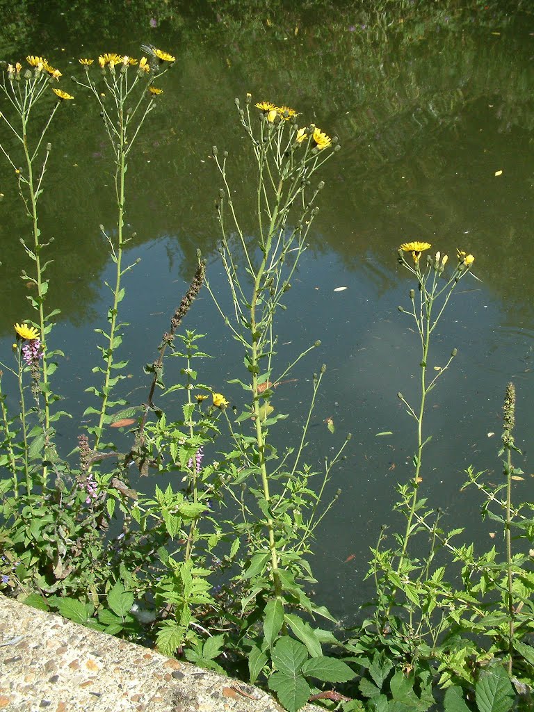 Hieracium rigens, Harlesden by timn.harrison