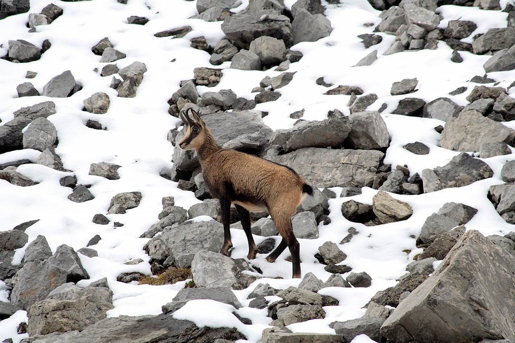 Gämse / Chamois by Herr Sonstiges