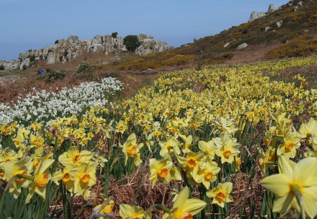 Narcissus (Gugh) by timn.harrison