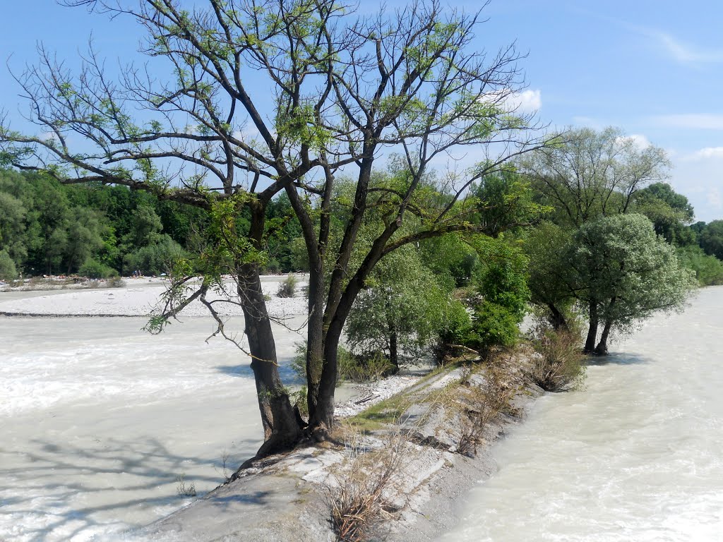 Bäume in der Isar by Christoph Rohde