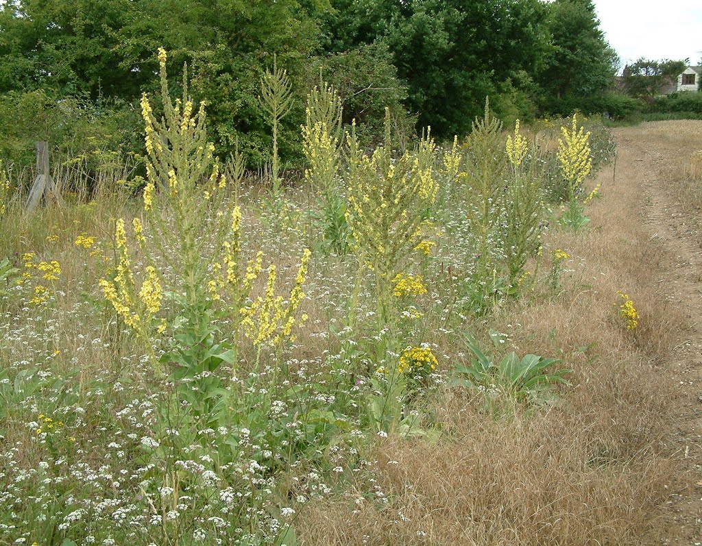 Verbascum pulverulentum (Hoary mullein), Little Abington by timn.harrison