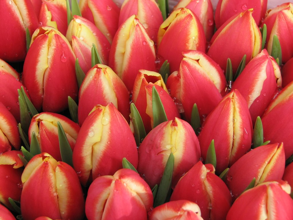 Floating Flower market by mikerogers