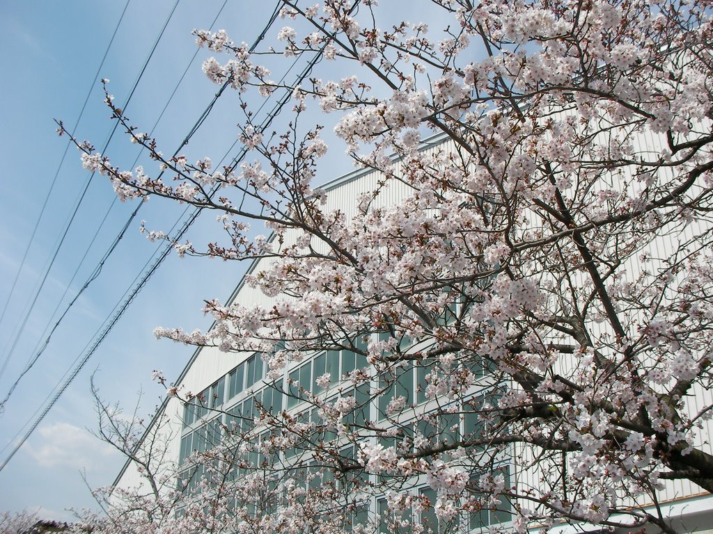 体育館前の桜 by Yasunobu HIRAOKA