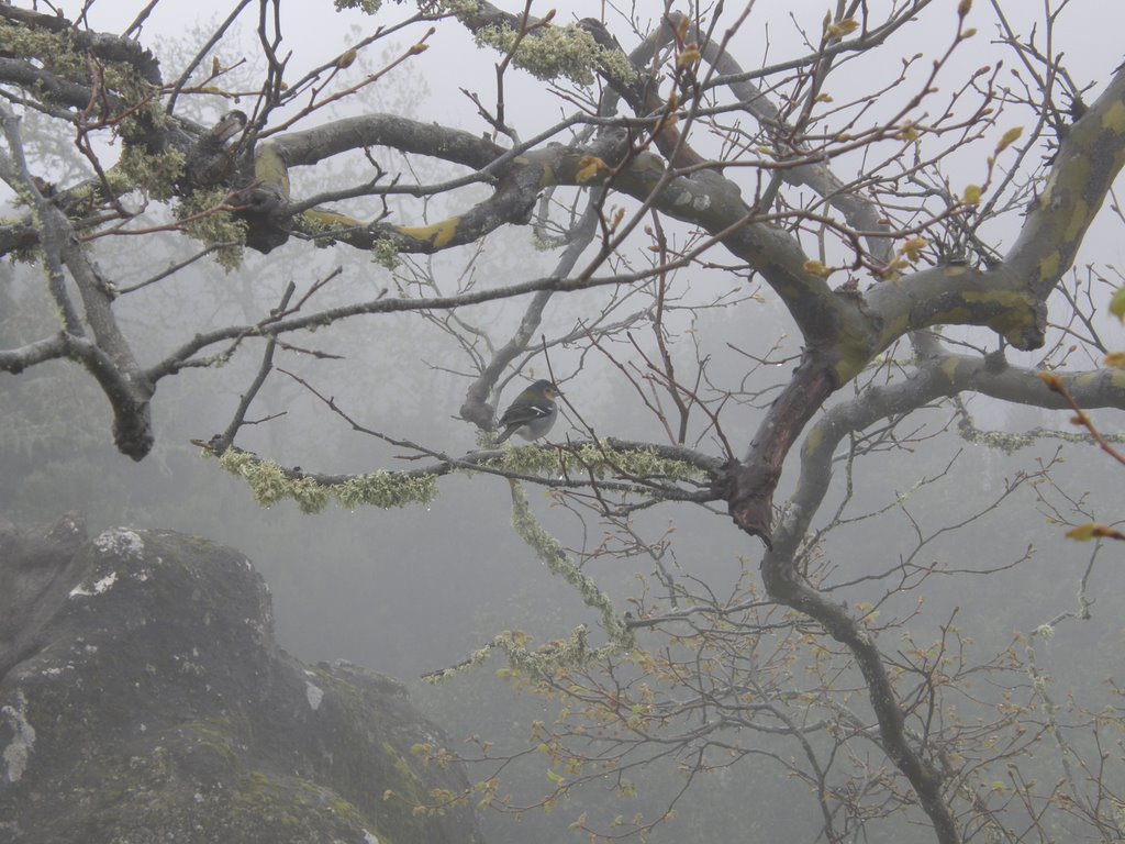 Bird in the mist by bainketa