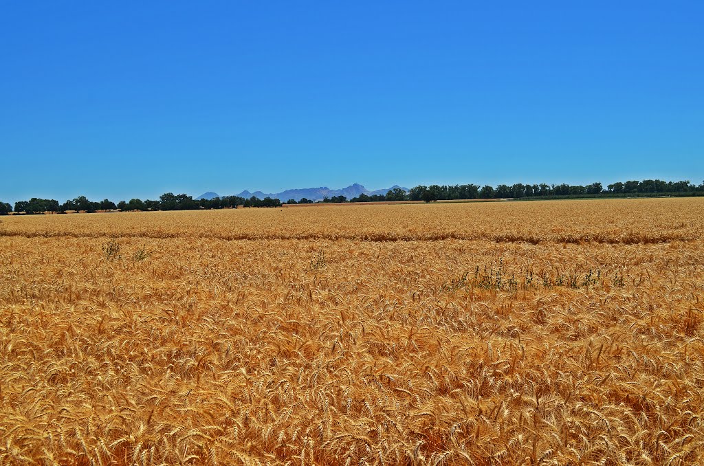 Wheatfield, Colusa County, CA by NorCal Tim