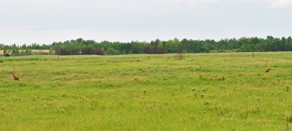 Sandhill Cranes by Aaron Carlson