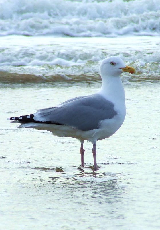 Sea Gull by © Kojak