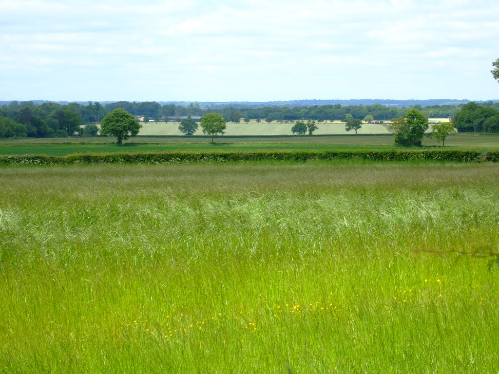 Mangrove Road, Fields North of Brickenden by Severous