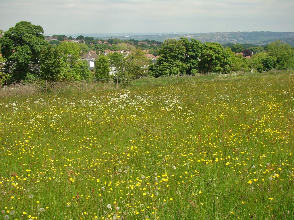 Buttercup meadow looking due east, Whirlow/Bents Green, Sheffield S11 by sixxsix