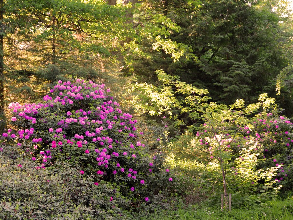 Rhododendron, Marselisborg, Forstbotanisk Have, Århus 2013 by Vilius Asbjørn Lyby Tolsgaard