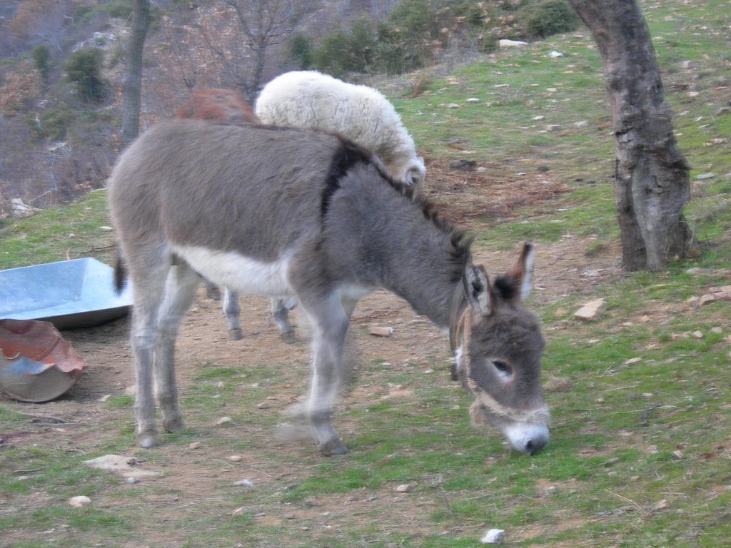 Gaidouri nikos by ΓΙΑΝΝΗΣ ΔΡΑΜΑ