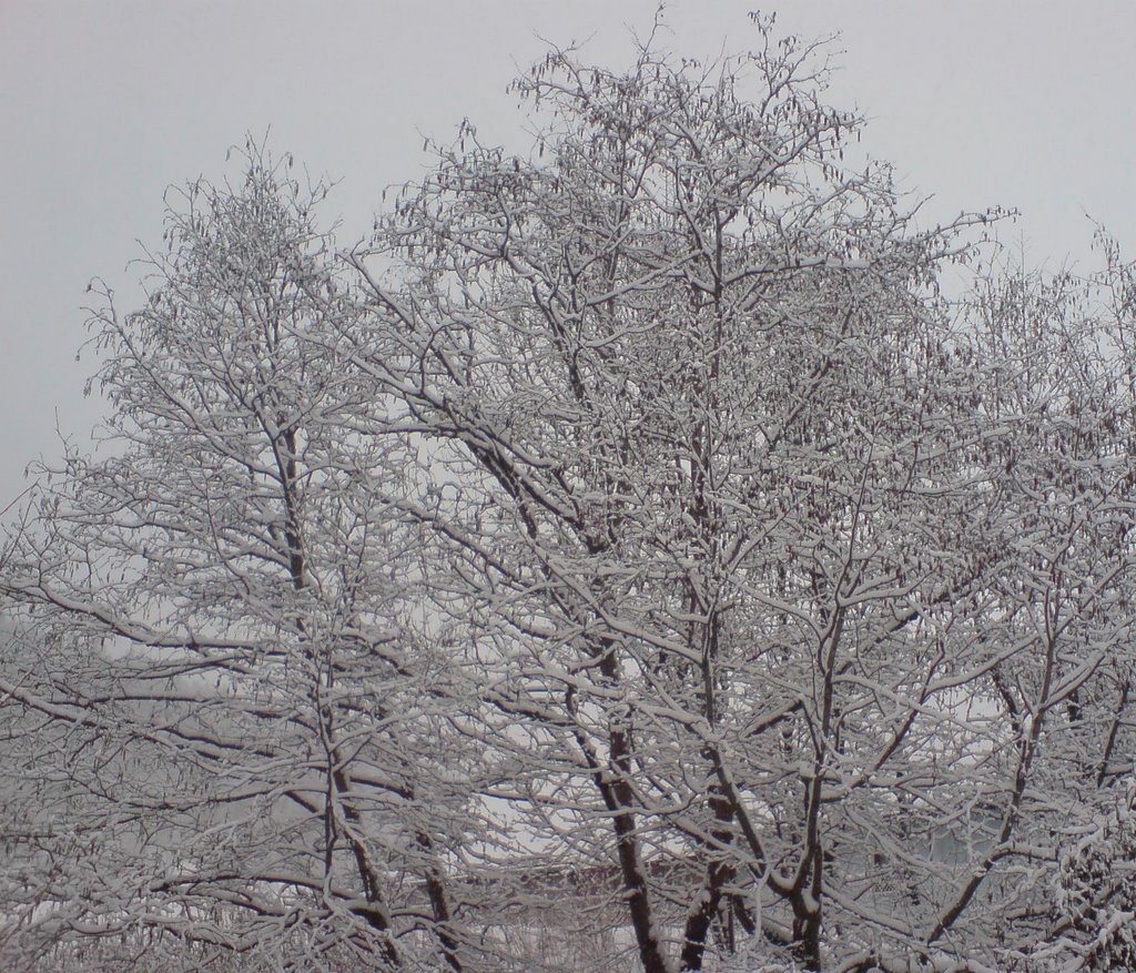 Lipnica Wielka fresh snow :-) by Władysław Kramarz