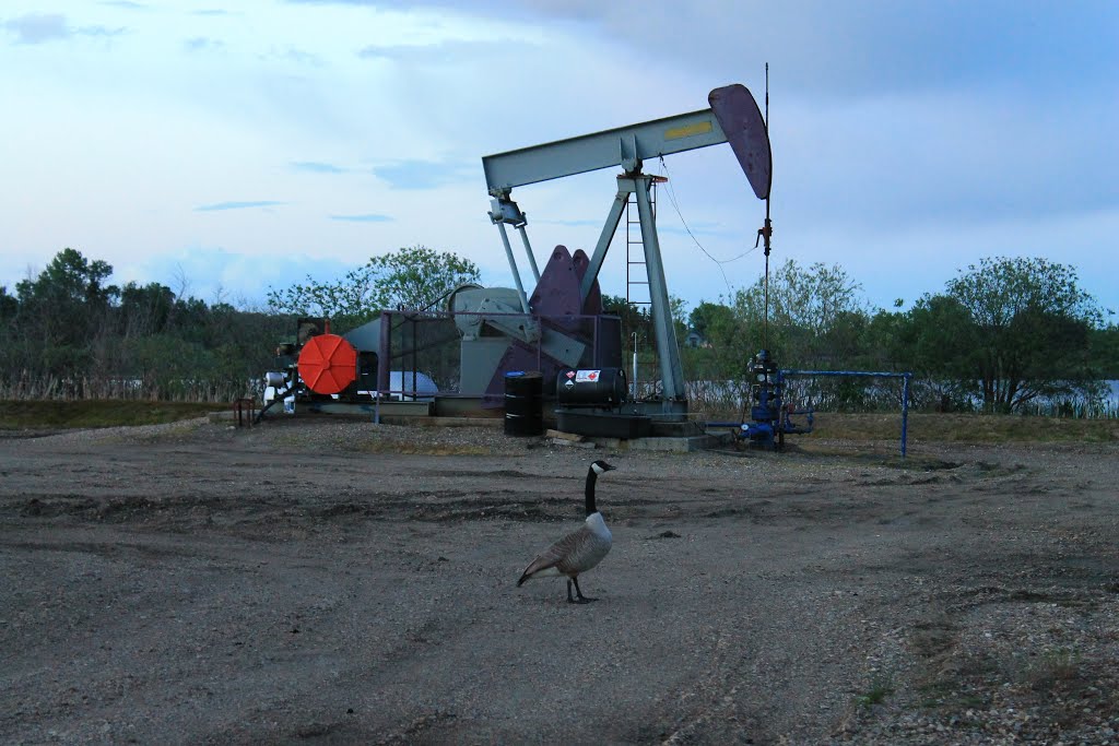 Goose Exploring the Machinery by Amandyg