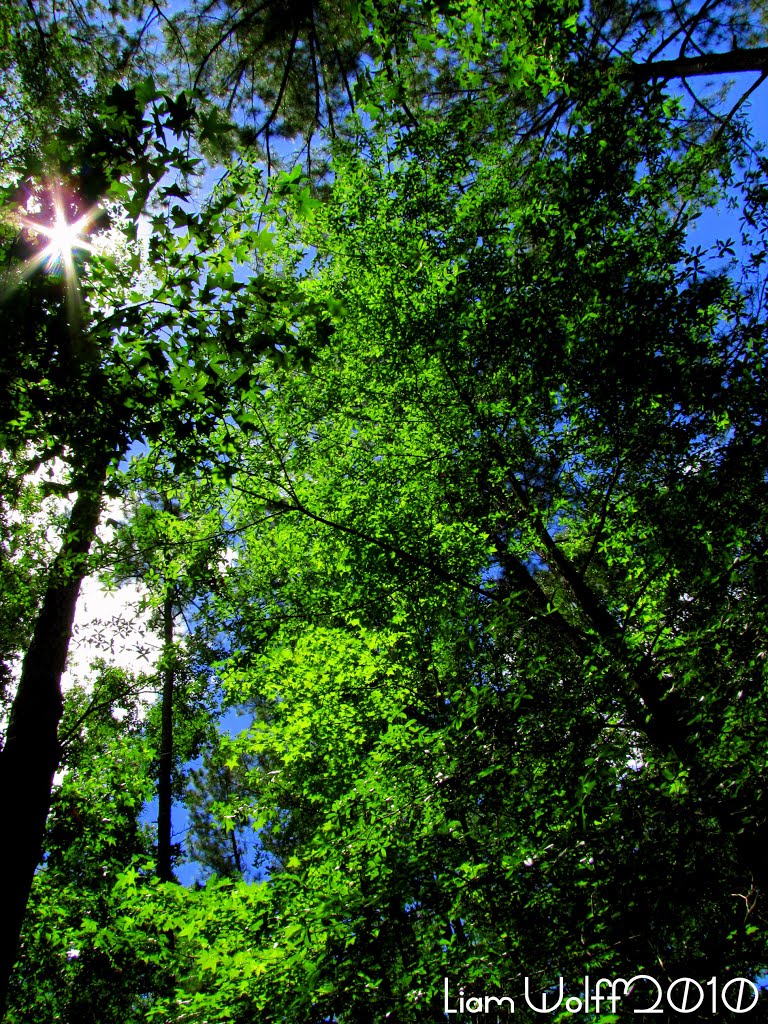 Magnolia Springs State Park, GA by ~LGW~