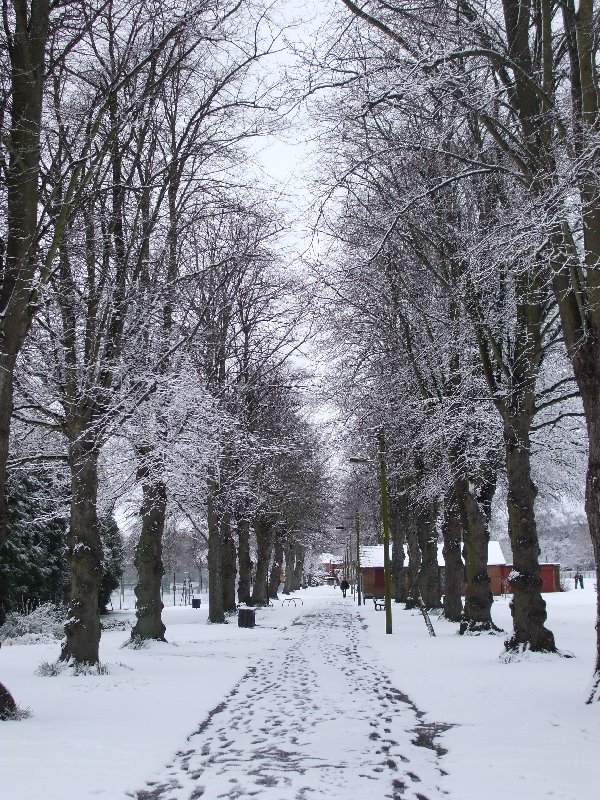 Footpath in Victoria Park (2008) by jk1812